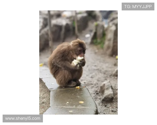 苏超决赛门票火爆超两百二十万人报名中签率仅一百分点