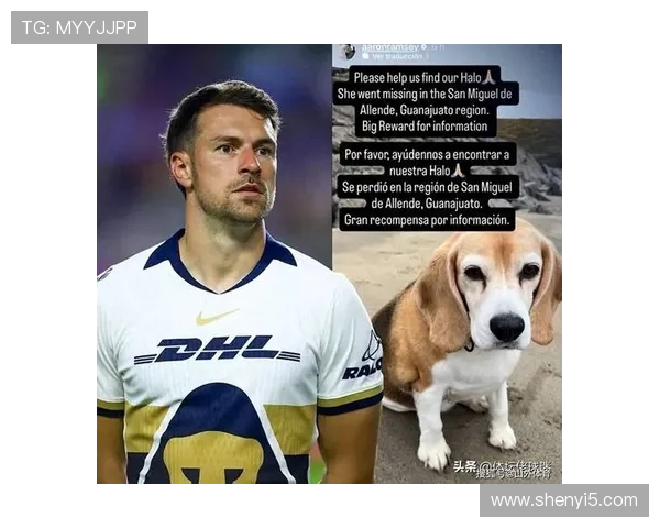 爱犬走失后拉姆塞与美洲狮解约离别墨西哥的心路历程与转机希望